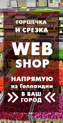 Цветы напрямую из Голландии